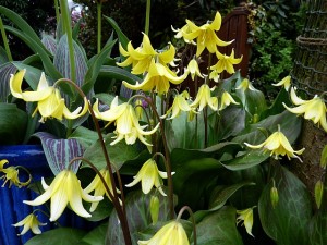 Erythronium-Pagoda-April-14th