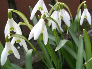 Galanthus-nivalis3