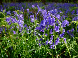German_Hyacinthoides_non-scripta