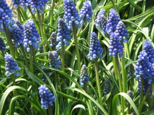 Muscari_armeniacum_clump