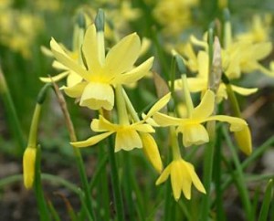 Narcissus'Hawera'