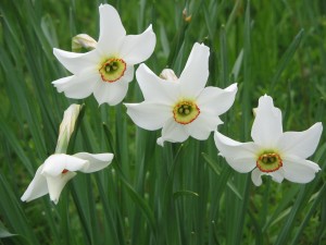 Narcissus_poeticus_'Recurvus'03