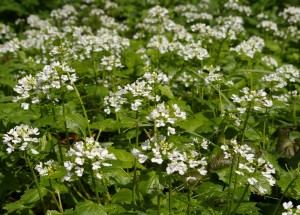 Pachyphragma