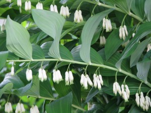 Polygonatum_multiflorum_7788