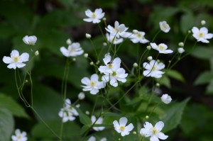 Ranunculus_aconitifolius_(8337809942)