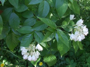Staphylea_trifolia_a1