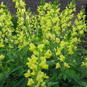 THERMOPSIS-LANCEOLATA