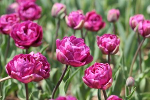 Tulipa_cv__Blue_Diamond