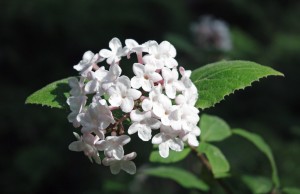 Viburnum-carlesii