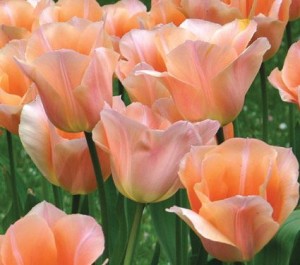 apricot beauty