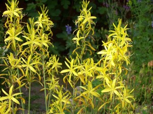 asphodeline