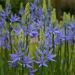 camassia_leichtlinii_blue_danube-w_2_1200