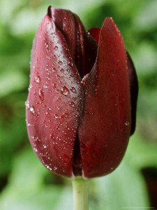 chris-burrows-tulipa-black-swan-with-dew-drops