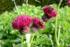 cirsium