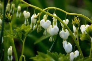 dicentra