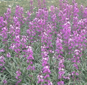 erysimum-bowles-mauve-130-p