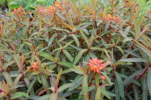 euphorbia-griffithii-fireglow