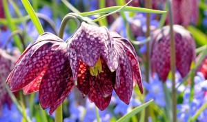 fritillaria_meleagris