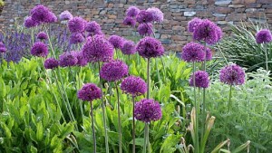 purple sensation