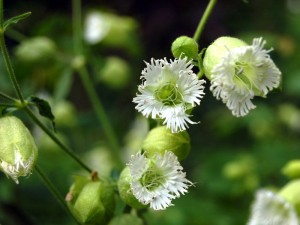 silene_fimbriata