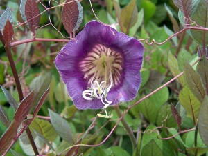 1200px-Cobaea_scandens_Kelloköynnös_HP9909_C